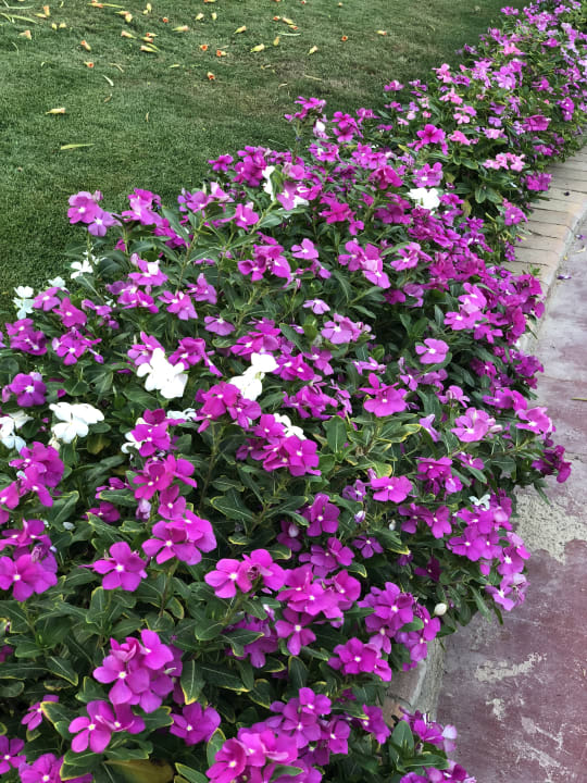Traumhaft duftende Blumen  Pickalbatros Jungle Aqua Park Resort - Neverland Hurghada