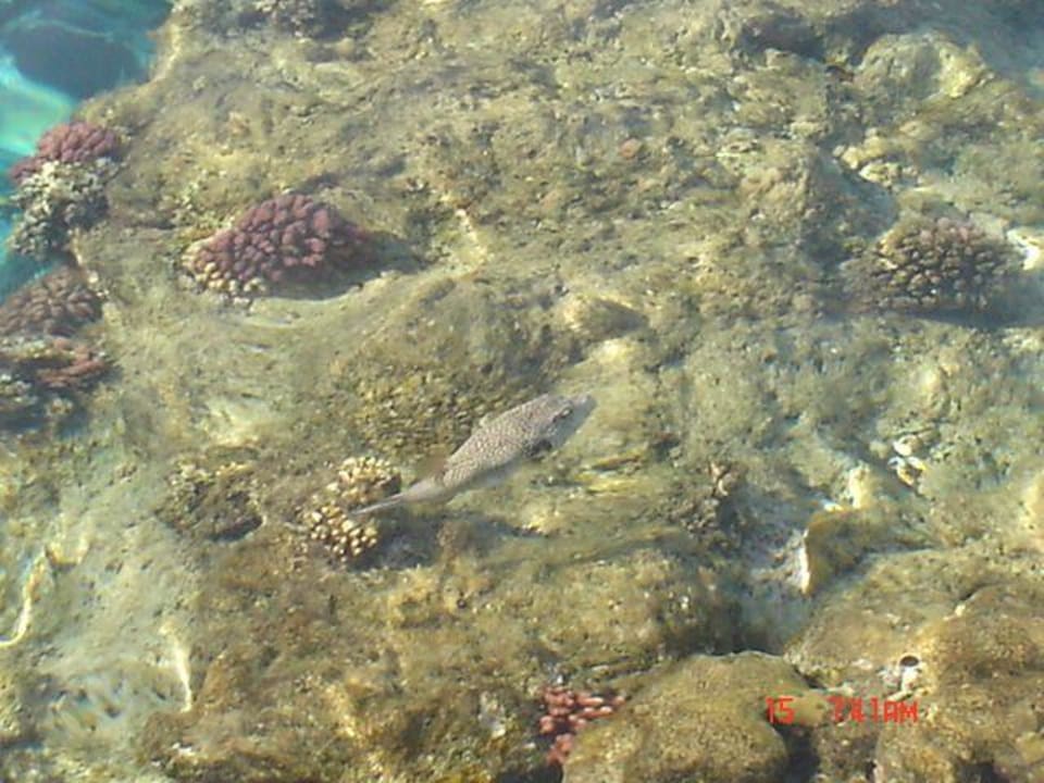 Kugelfisch vom Steg aus fotografiert TUI MAGIC LIFE Kalawy