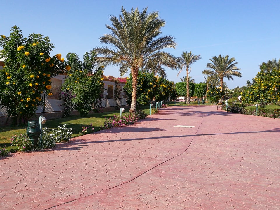 Gartenanlage Desert Rose