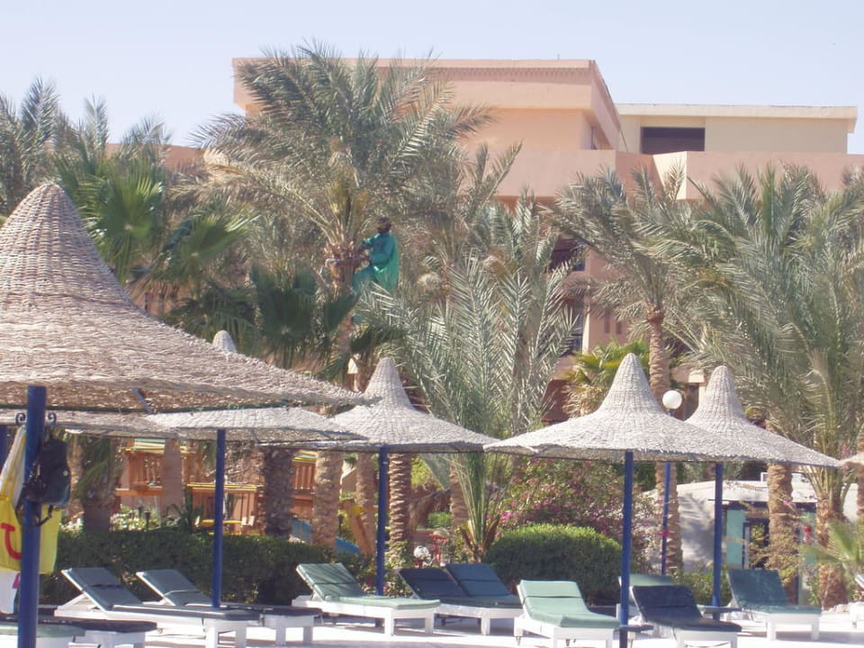 Kokosnusspflücker vom Pool aus gesehen Giftun Azur Resort