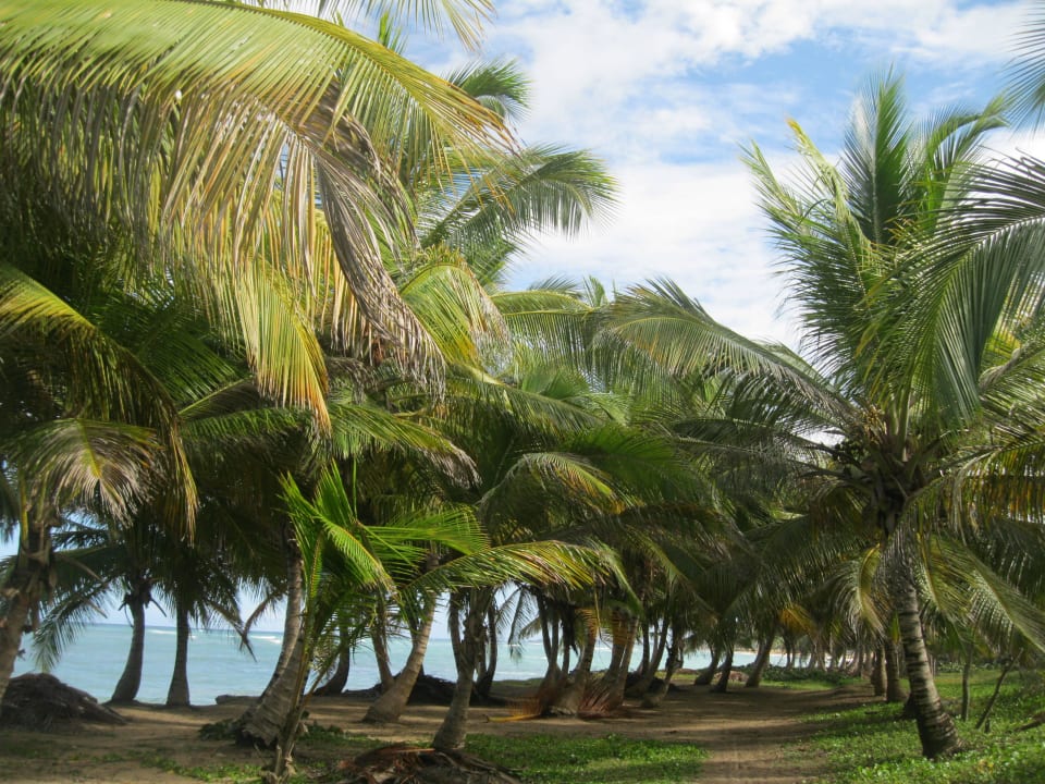 Re vom Sirenis Hotel - unberührte Natur Grand Sirenis Punta Cana Resort & Aquagames