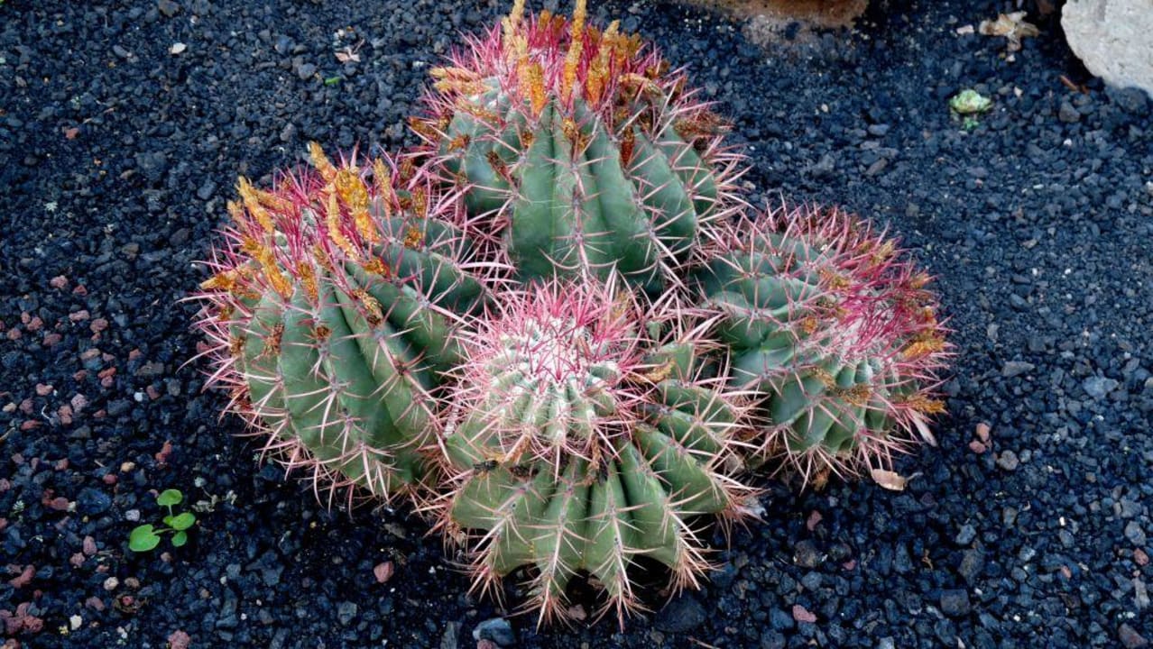 Babykakteen Hotel Cordial Mogán Playa