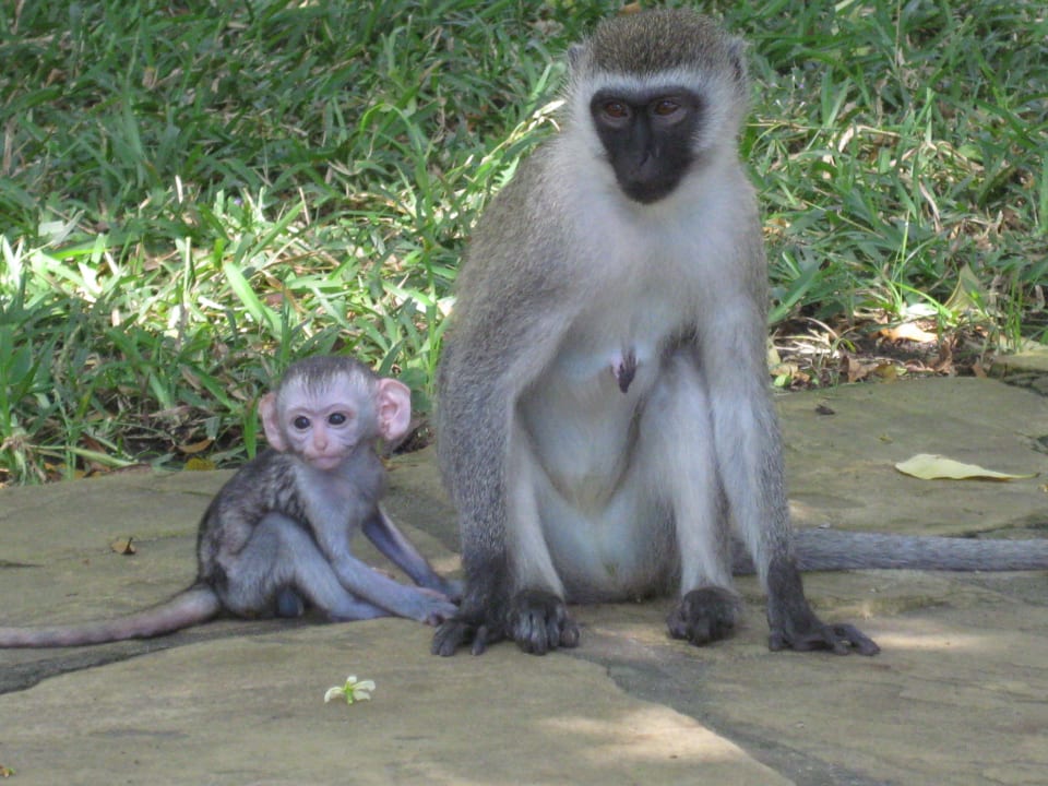 Affen im Hotel Hotel Papillon Lagoon Reef