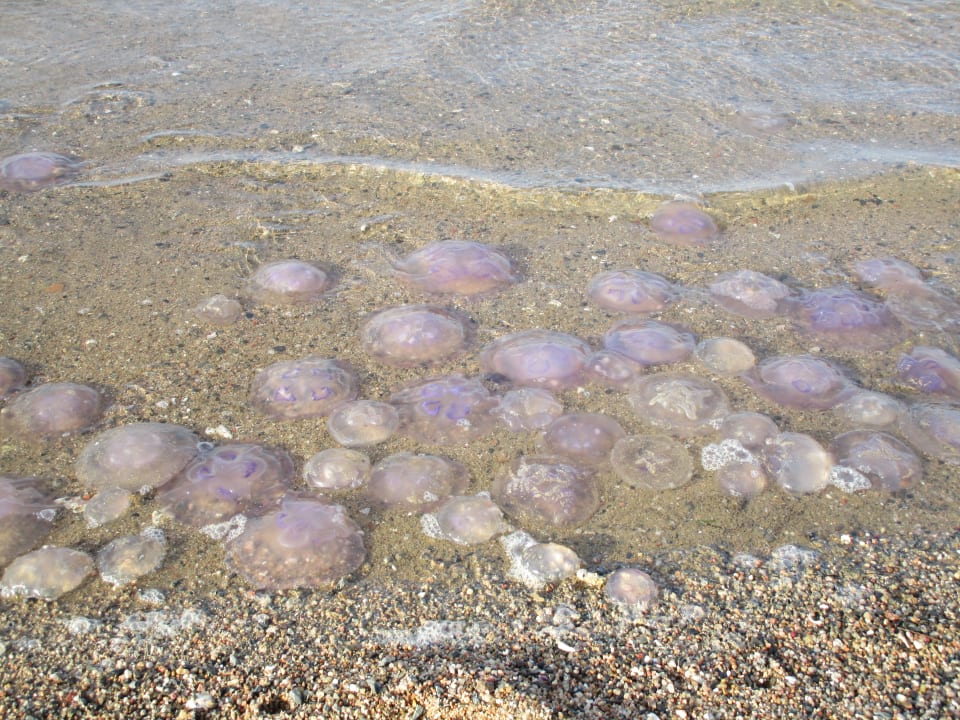 Strand Steigenberger Coraya Beach - Adults only