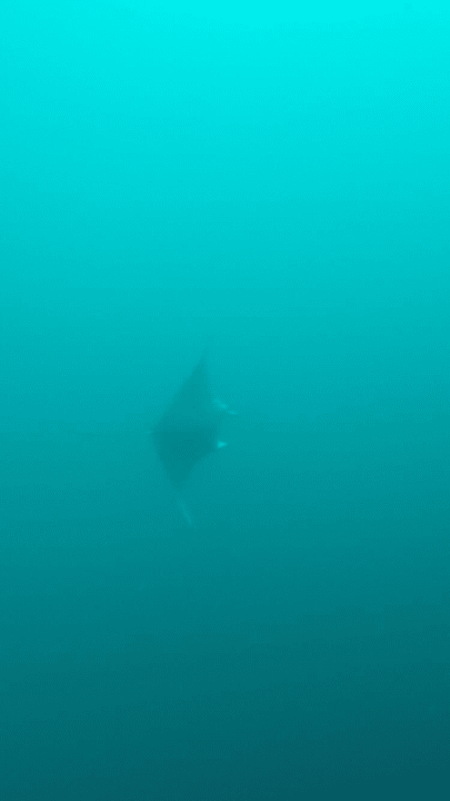 Mantarochen im Kaadhedoo Channel NH Collection Maldives Havodda Resort