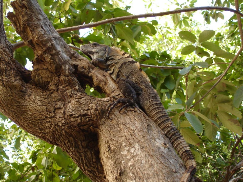 Mitbewohner Catalonia Royal Tulum Beach & Spa Resort - Adults only