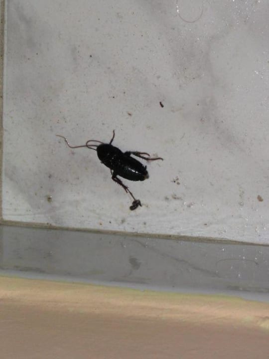 Die konnte man bald sammeln Bahía de Alcúdia Hotel & Spa