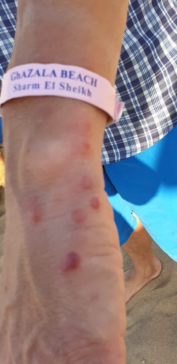 Zimmer Ghazala Beach