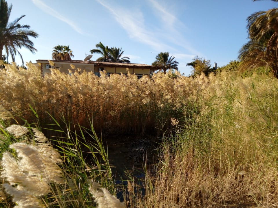 Sonstiges Pickalbatros Royal Moderna Resort-Sharm El Sheikh