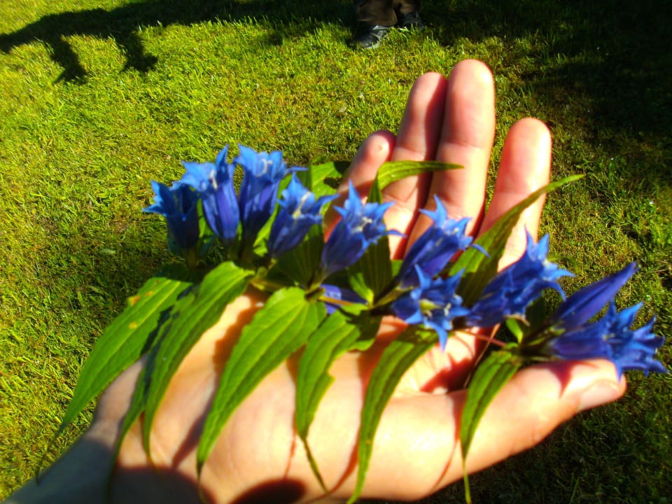 Enzian Hotel Chalets Grosslehen