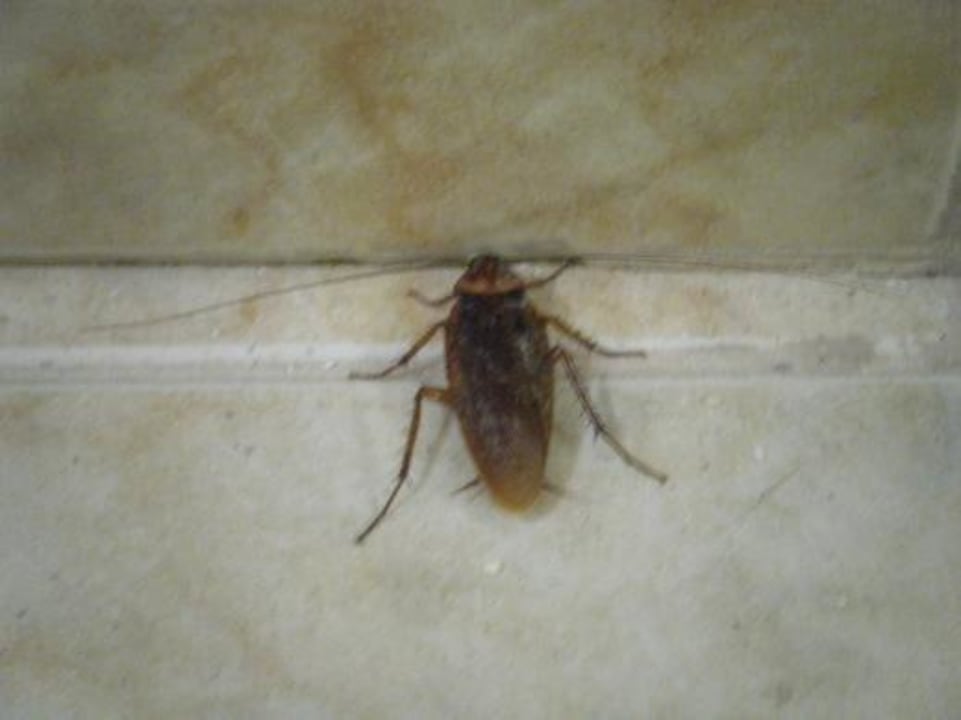 Stiegenaufgang im Hotel lag danach 3 Tage dort HOVIMA Santa Maria