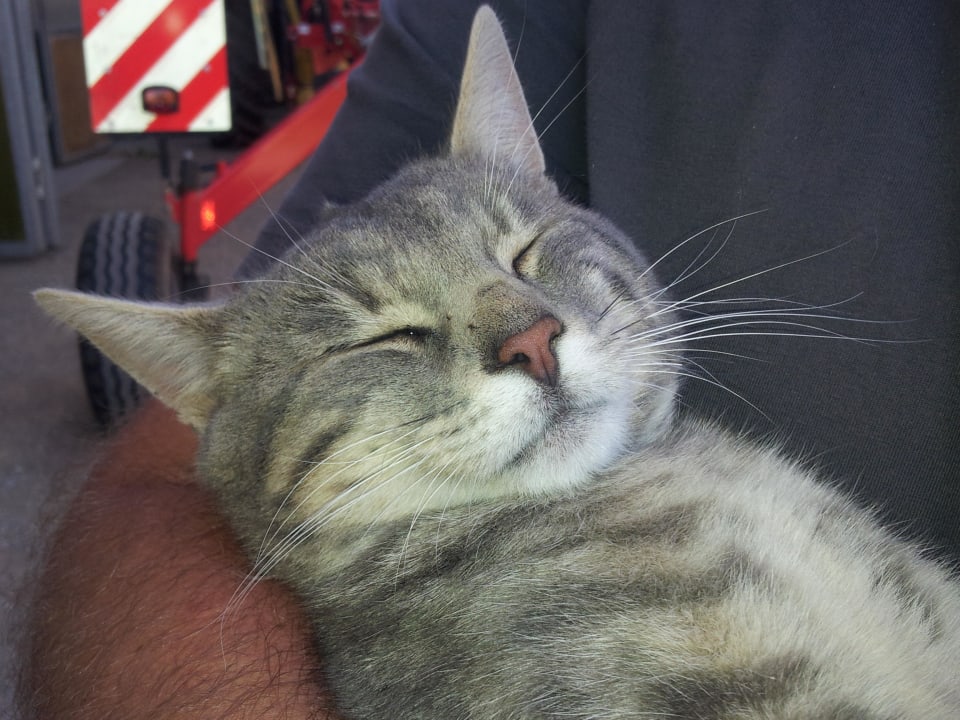 Eine der Hofkatzen, wir haben ihn Romeo getauft Ferienhof Kiechle