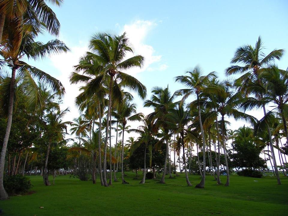 Rasen am Strand, eiinfach toll Wyndham Alltra Samana