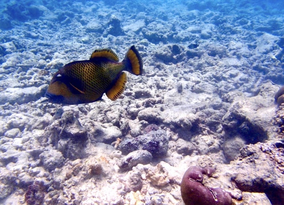Strand Kuramathi Maldives