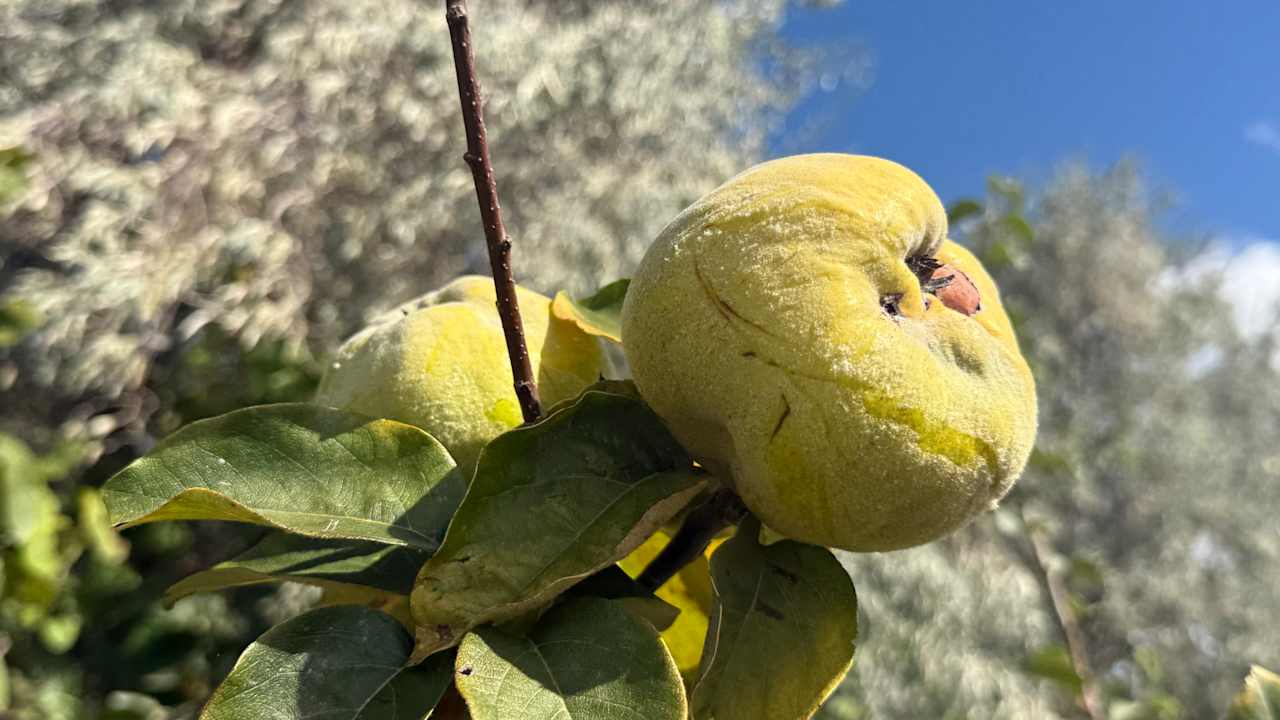 Gartenanlage Secrets Sunny Beach Resort & Spa