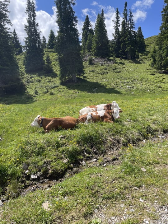 Gartenanlage Alphotel Tyrol