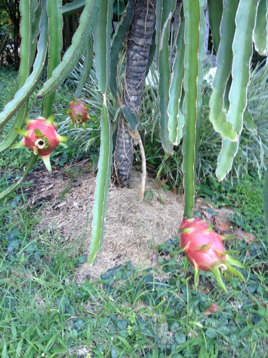 Natur/Pflanzen Candi Beach Resort and Spa
