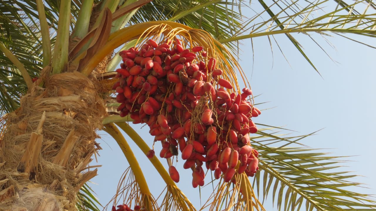 Sonstiges Coral Hills Resorts & SPA