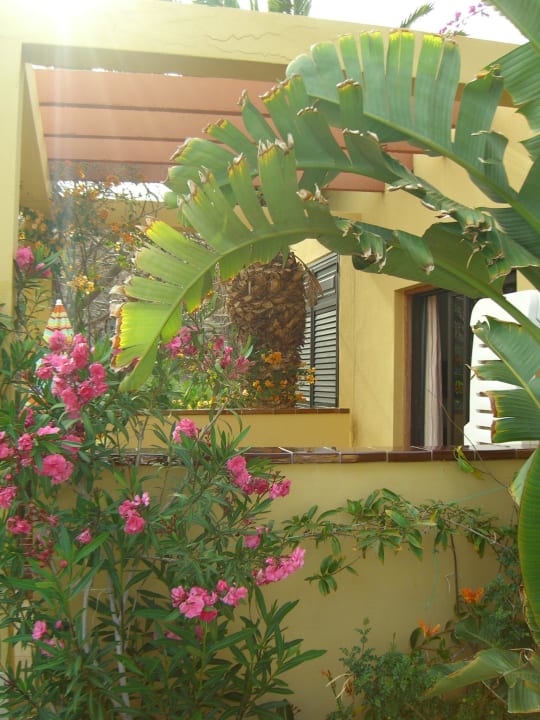 Terrasse umgeben von Bougainvillea, Oleander, etc. Hotel La Mirada