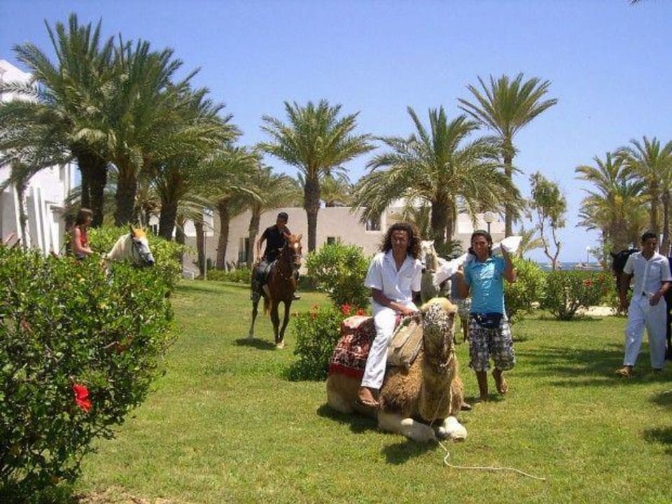 Show in der anlage Hotel El Mouradi Djerba Menzel