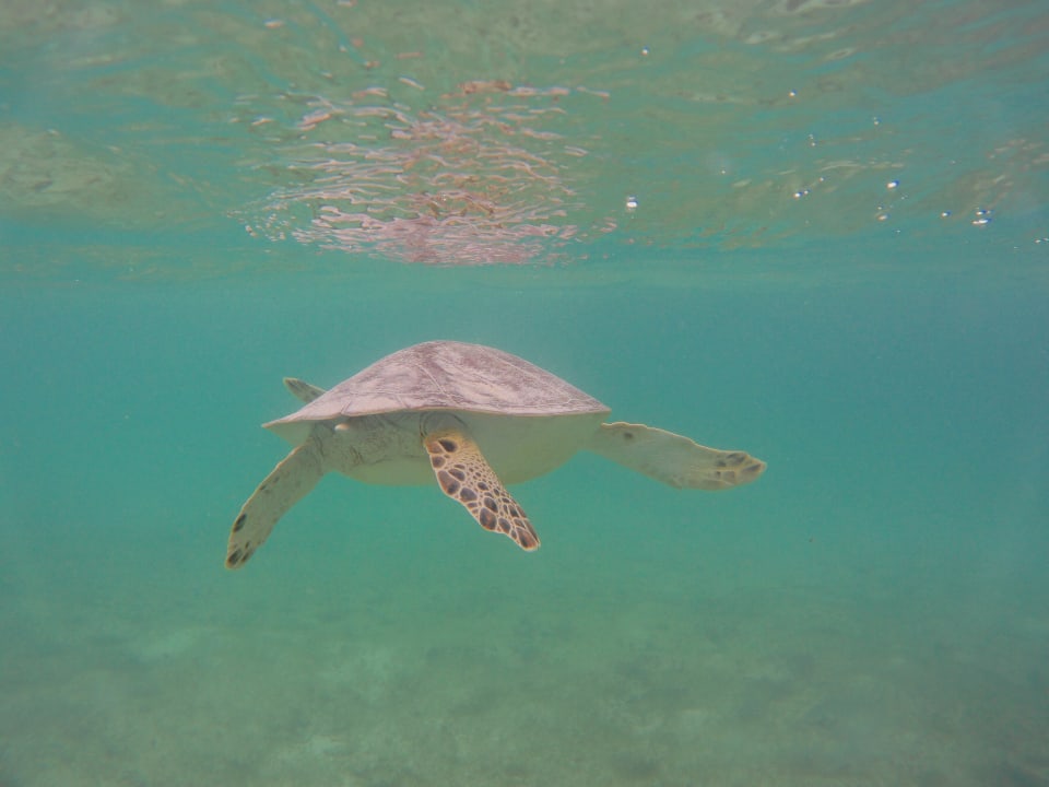 Strand Akumal Bay Beach & Wellness Resort