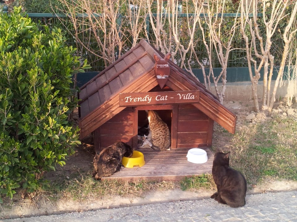 Katzen-Hotel im Verbena Sentido Trendy Verbena Beach