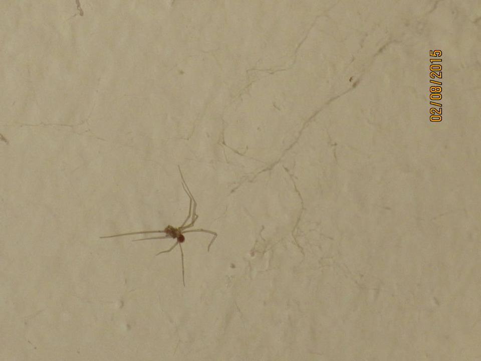 Spinne am Abend...grauslig Hotel Traunerhof