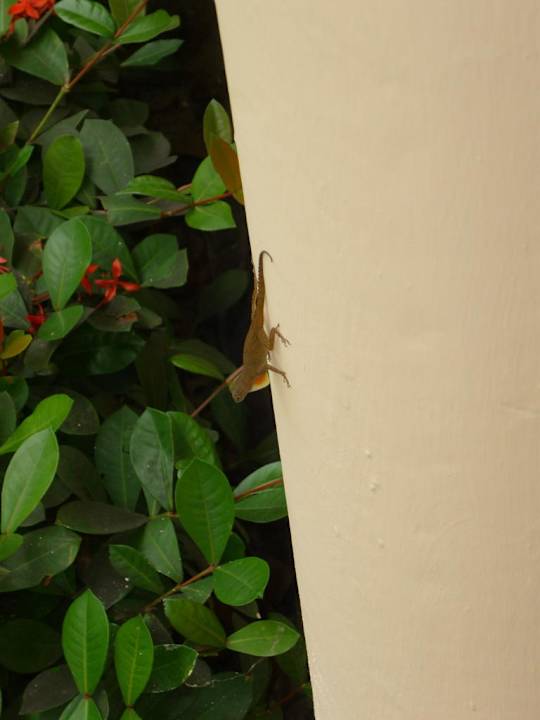 Laufen überall auf der Anlage herum Grand Palladium Select Bávaro Resort & Spa