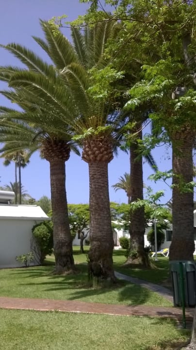 Canary Garden Club Canary Garden Club