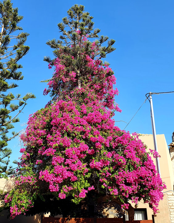 Gartenanlage Hotel Paloma Garden