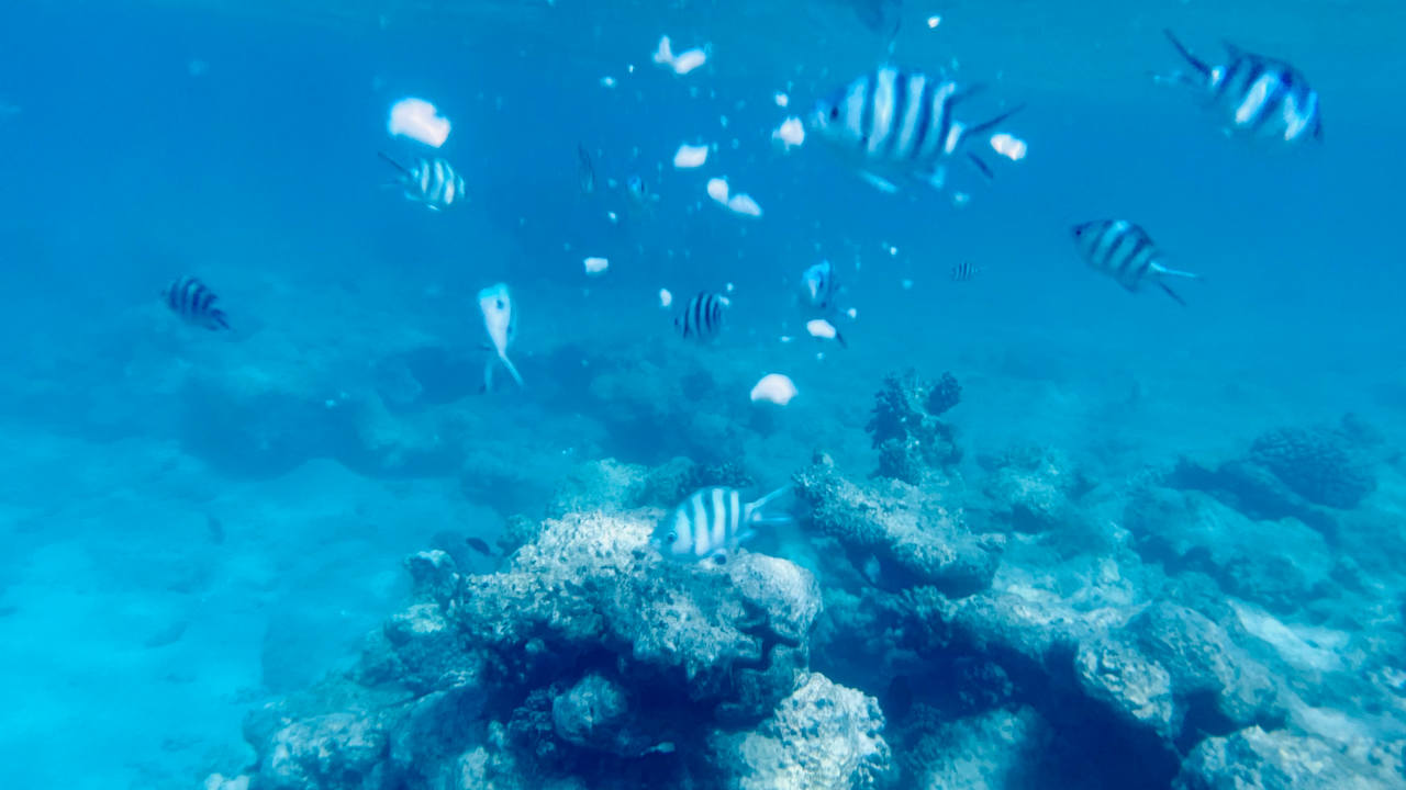 Sonstiges Sirena Beach Resort & Spa