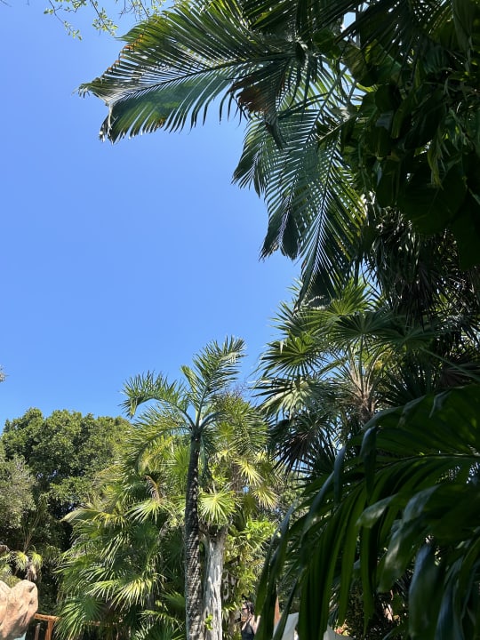 Gartenanlage Iberostar Waves Tucan