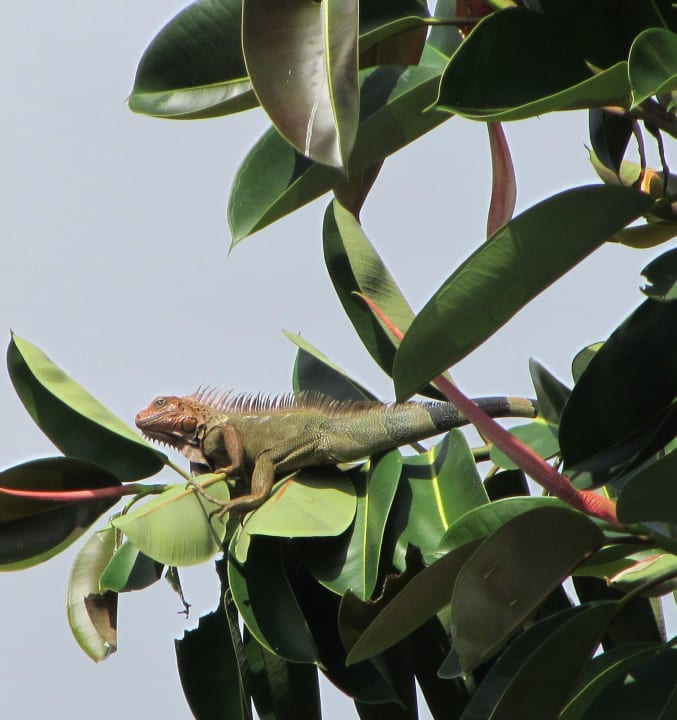 Leguan im Gummibaum Hotel Pochote Grande