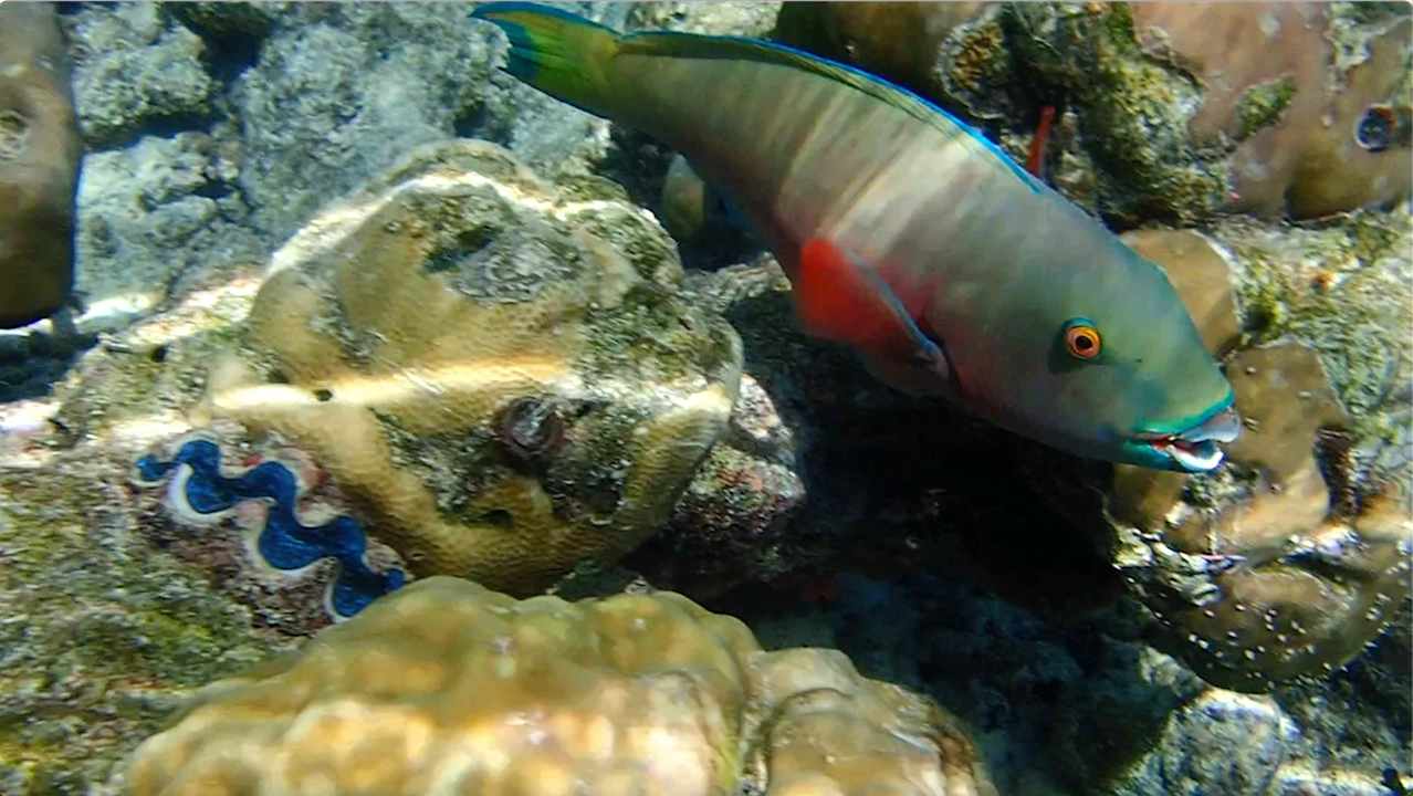 Sonstiges Vilamendhoo Island Resort & Spa