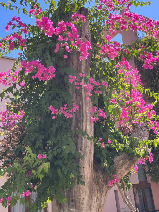 Gartenanlage VONRESORT Golden Beach