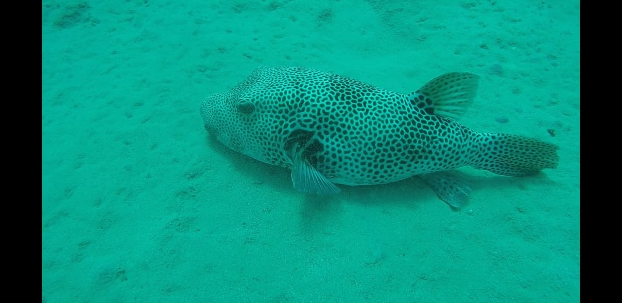 Strand Cleopatra Luxury Resort Makadi Bay