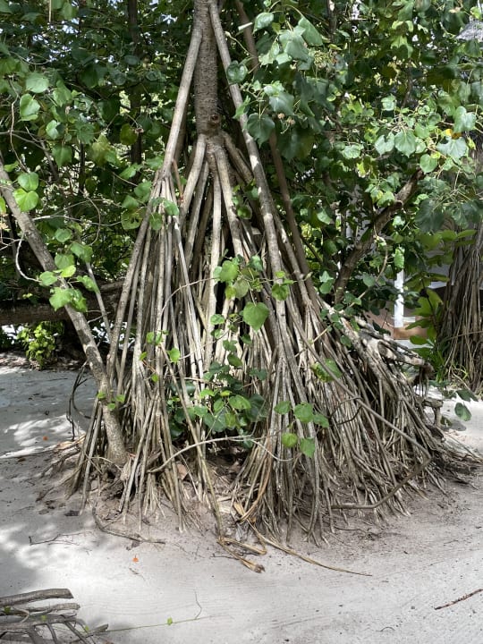 Gartenanlage Dreamland The Unique Sea & Lake Resort / Spa