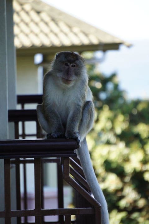Affe auf unserem Balkon The Taaras Beach & Spa Resort