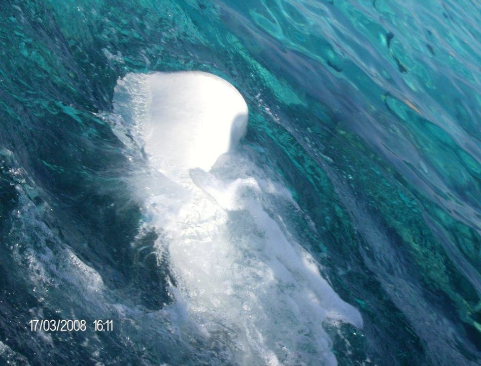 Stachelrochen Summer Island Maldives