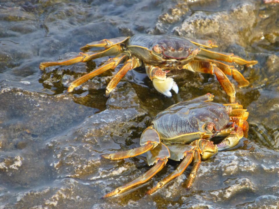 Strand Shams Alam Beach Resort