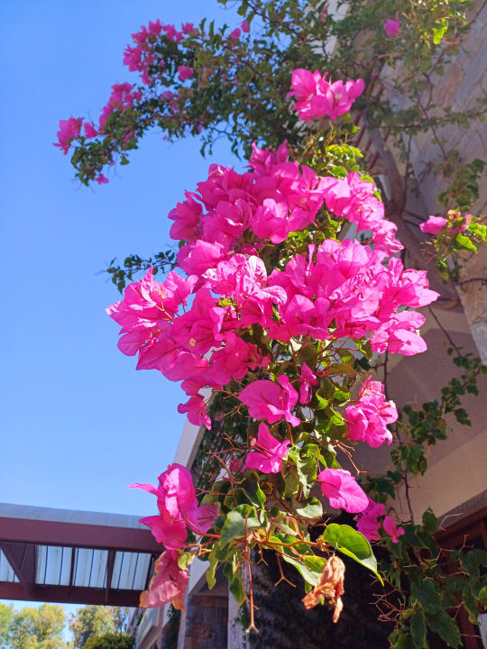 Gartenanlage Apollonia Beach Resort & Spa