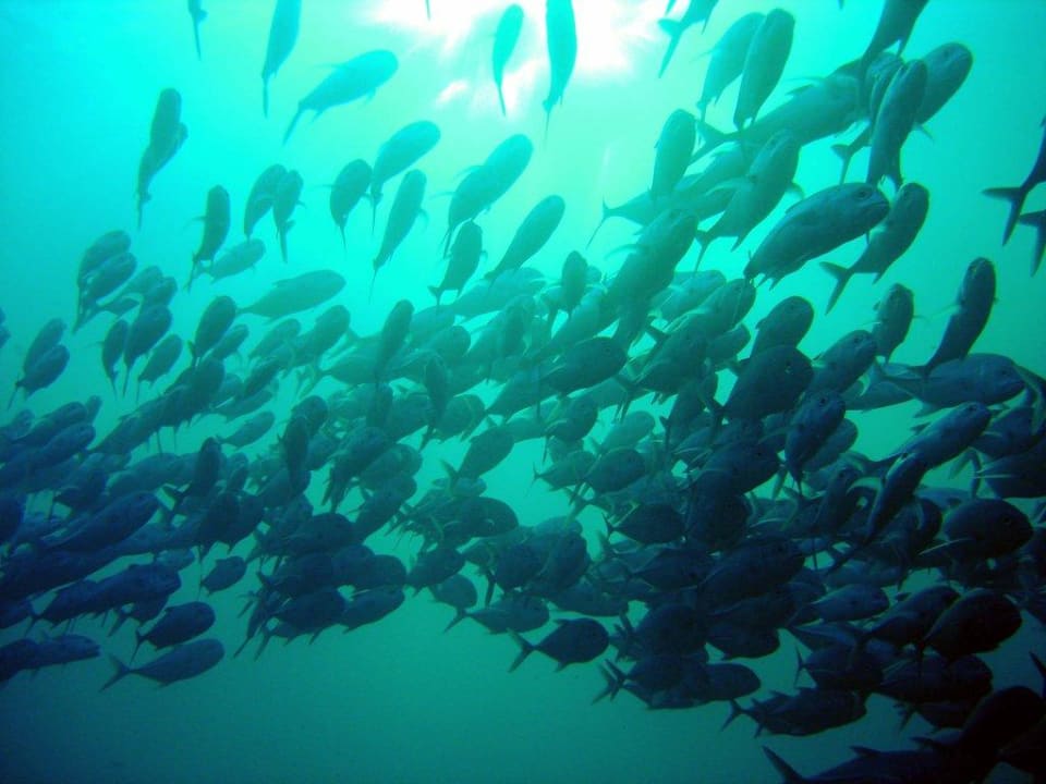 Tauchbild Vilamendhoo Island Resort & Spa