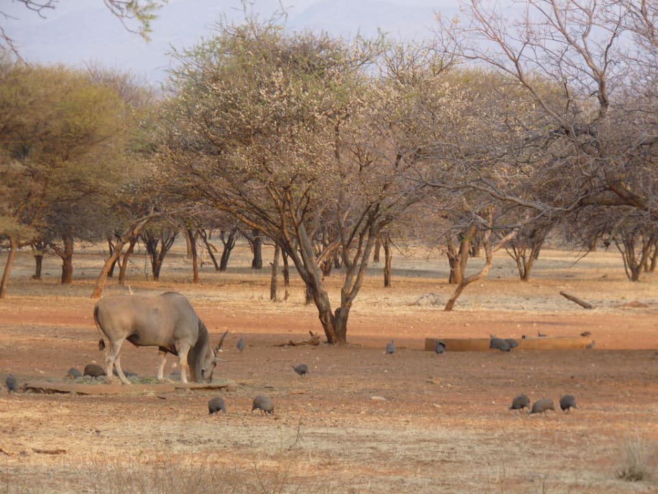 Blick von der Terrasse auf ein Eland am Wasserloch Ohange Lodge