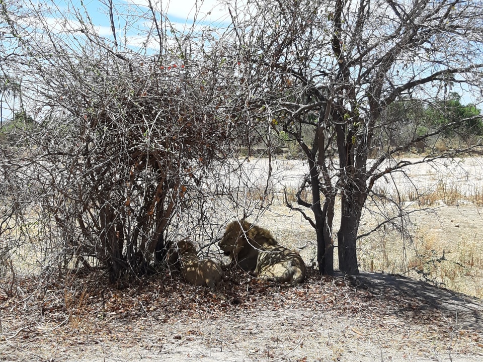 Sport & Freizeit Hotel Ruaha River Lodge