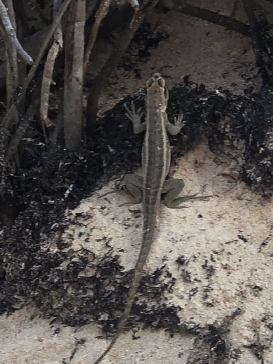 Gartenanlage Vik Hotel Arena Blanca & Cayena Beach
