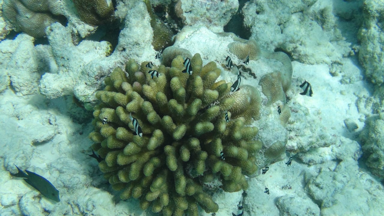 Sport & Freizeit NH Collection Maldives Reethi Resort