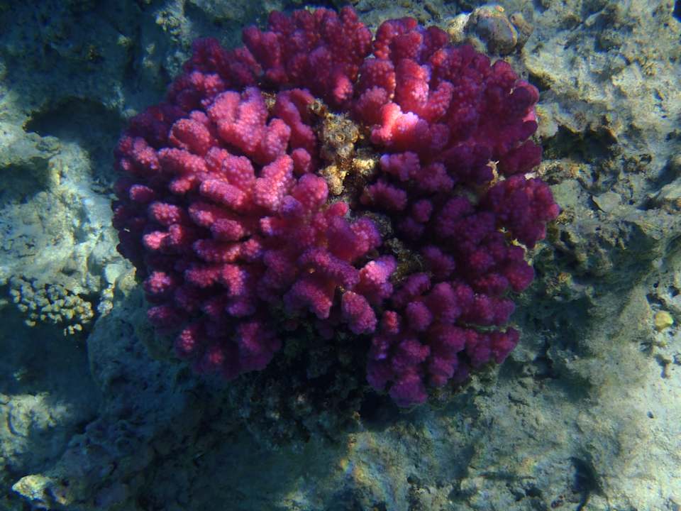 Sport & Freizeit JAZ Elite Asteria