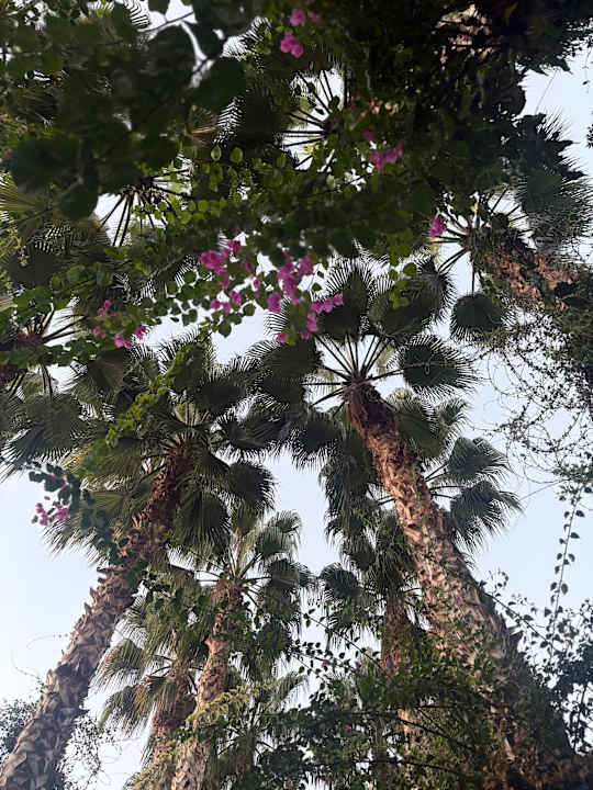 Gartenanlage Hotel Gardenia Beach