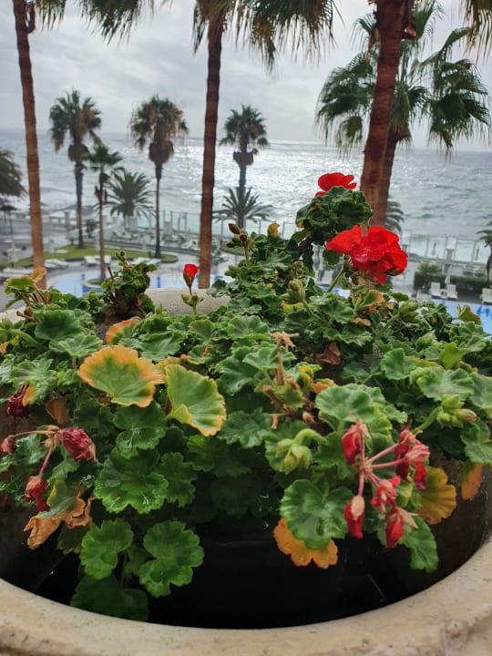 Pool Hotel Riu Madeira