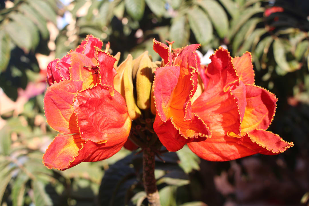 Gartenanlage Steigenberger Coraya Beach - Adults only